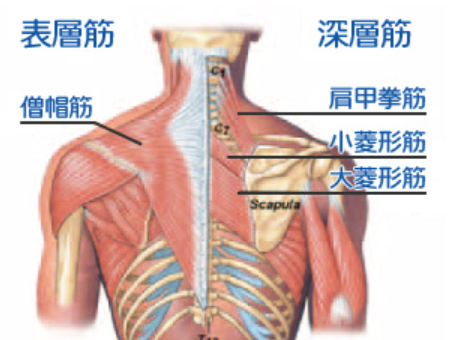 肩甲骨周りの筋肉