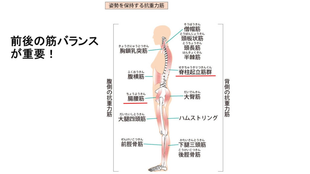 大臀筋 腸腰筋 脊柱起立筋