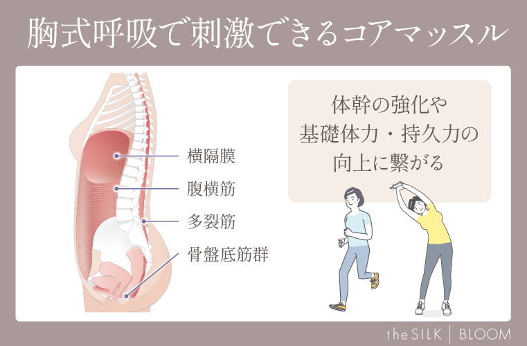 胸式呼吸で刺激できるコアマッスル