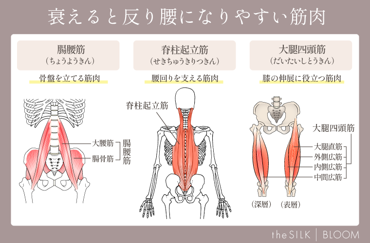 衰えると反り腰になりやすい筋肉