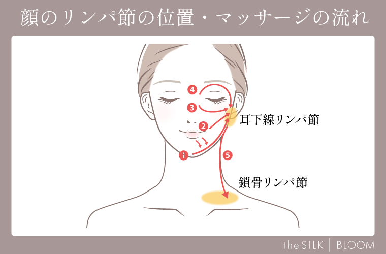 顔のリンパ節の位置・マッサージの流れ