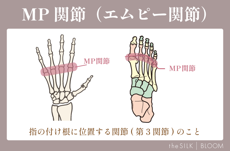 MP関節（エムピー関節）の画像