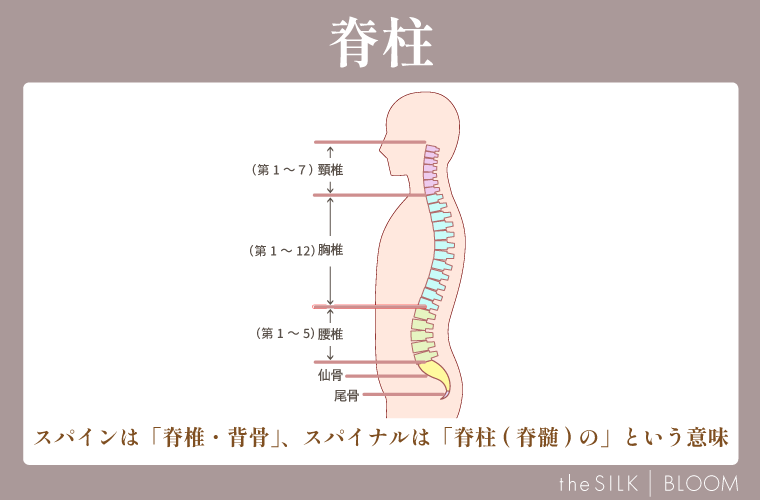 脊柱の画像