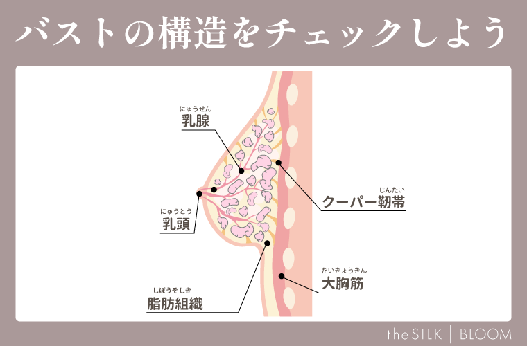 バストの構造