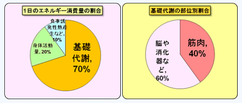 日本健康運動研究所-1日の基礎代謝量