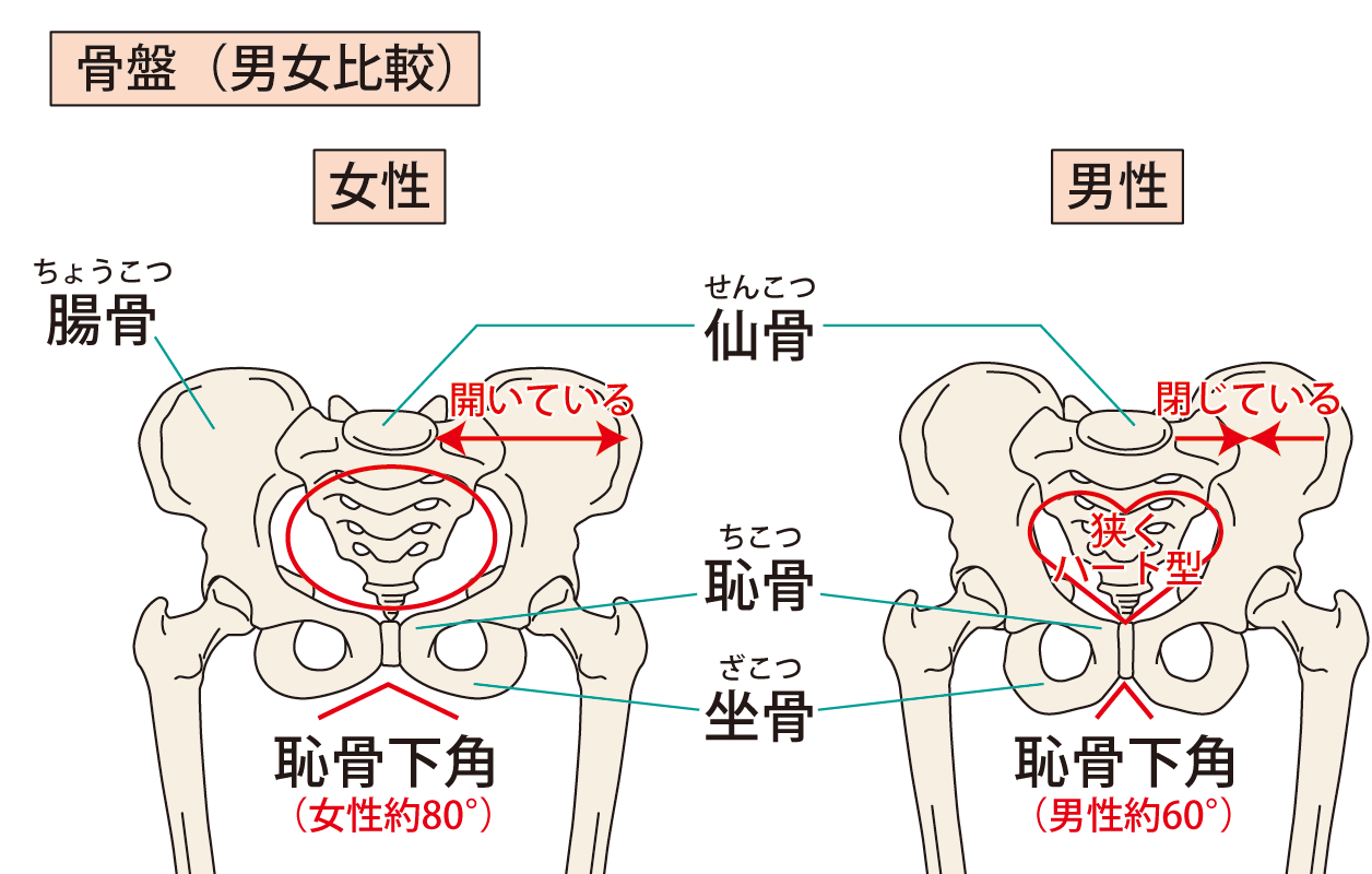 男性と女性の骨盤比較図