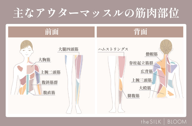 主なアウターマッスルの筋肉部位