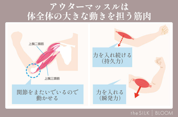 アウターマッスルの特徴と役割